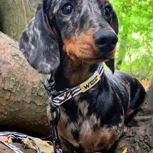 Willow Walks soft lead in zebra