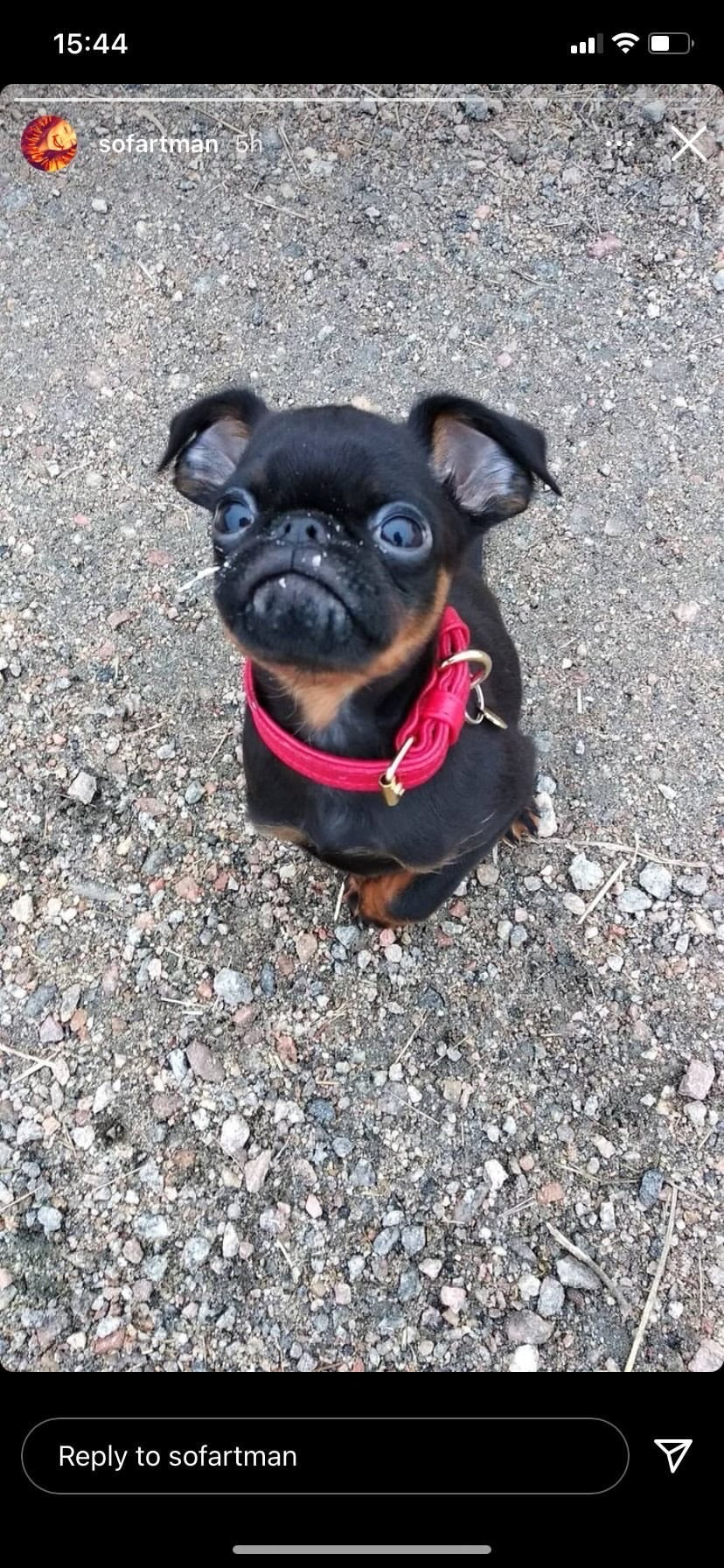 Willow Walks leather collar in red