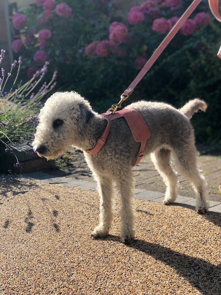 Willow Walks adjustable leather harness with croc effect in dusky pink