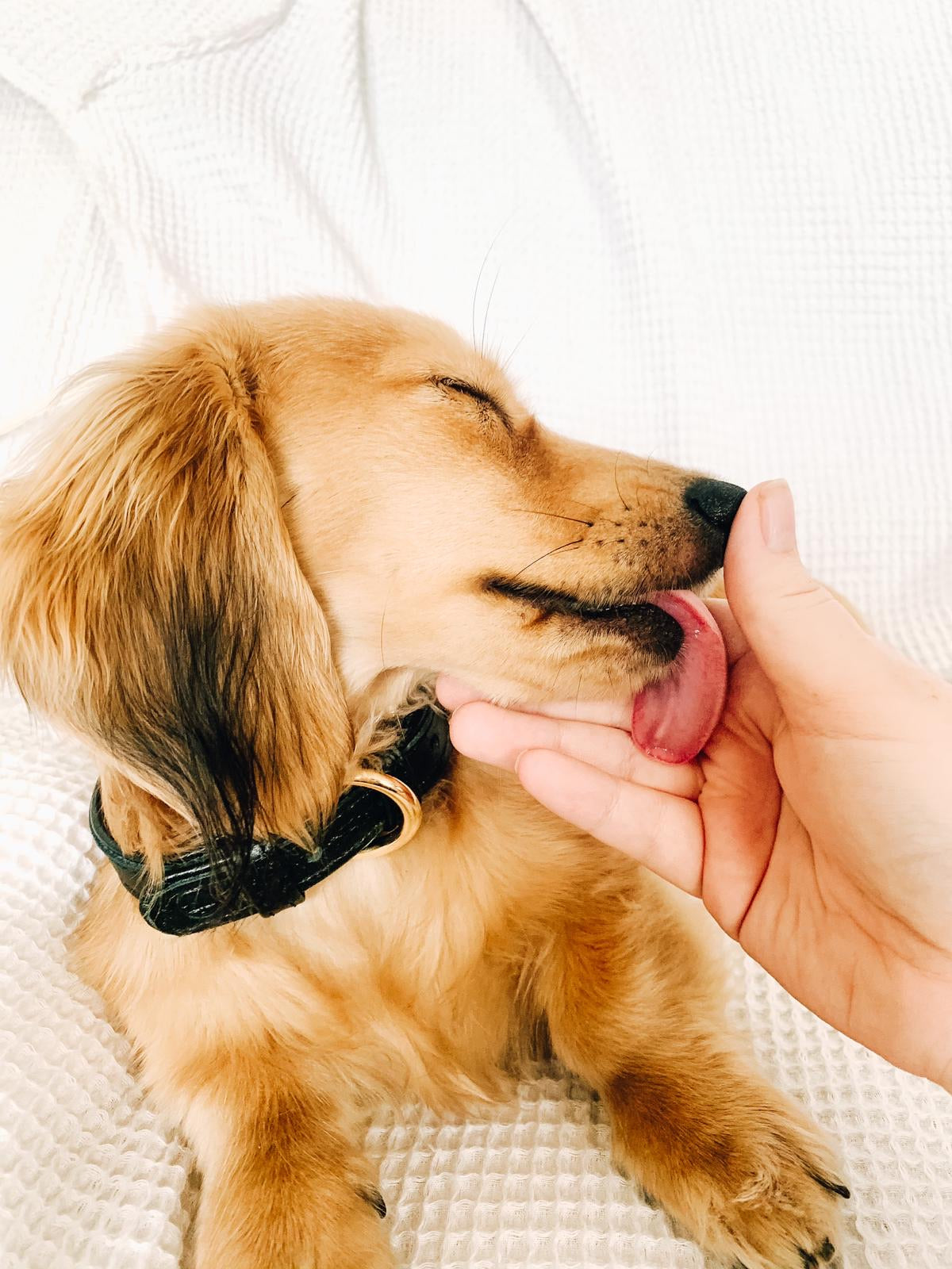 Willow Walks leather collar in black