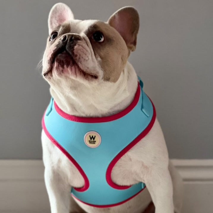 Willow Walks Adjustable Harness in aqua and fuchsia