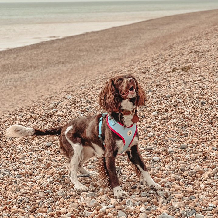 Willow Walks Adjustable Harness in aqua and fuchsia
