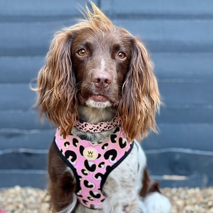 Willow Walks soft adjustable collar in pink leo