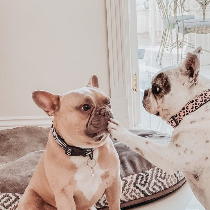 Willow Walks soft adjustable collar in zebra