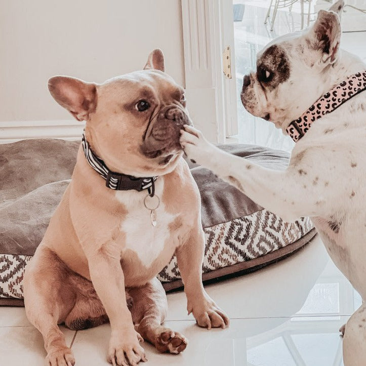 Willow Walks soft adjustable collar in pink leo