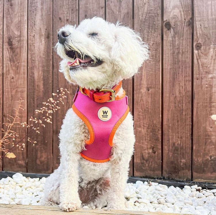 Willow Walks Adjustable Harness in fuchsia and orange