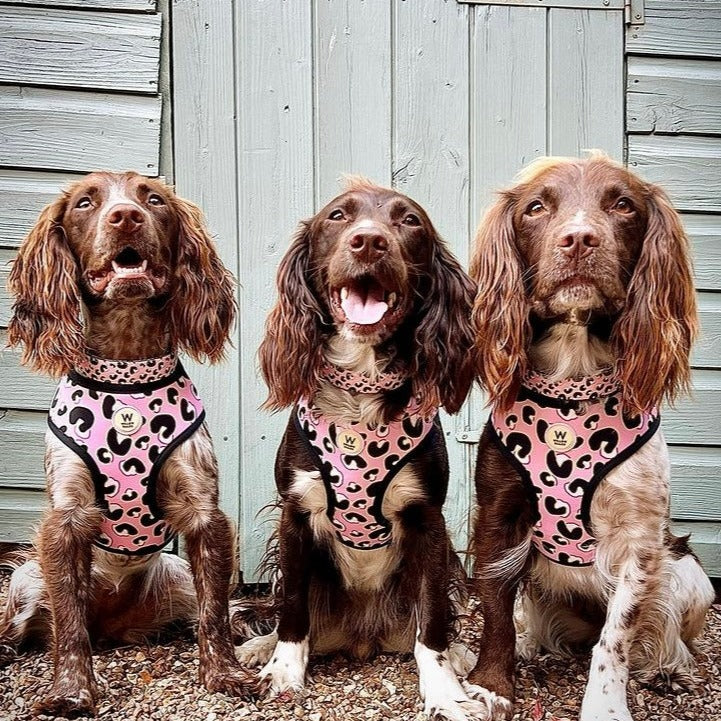 Willow Walks soft adjustable collar in pink leo