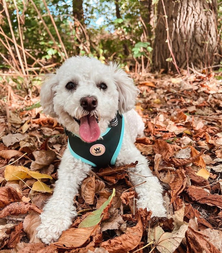 Willow Walks Adjustable Harness in dark green and aqua