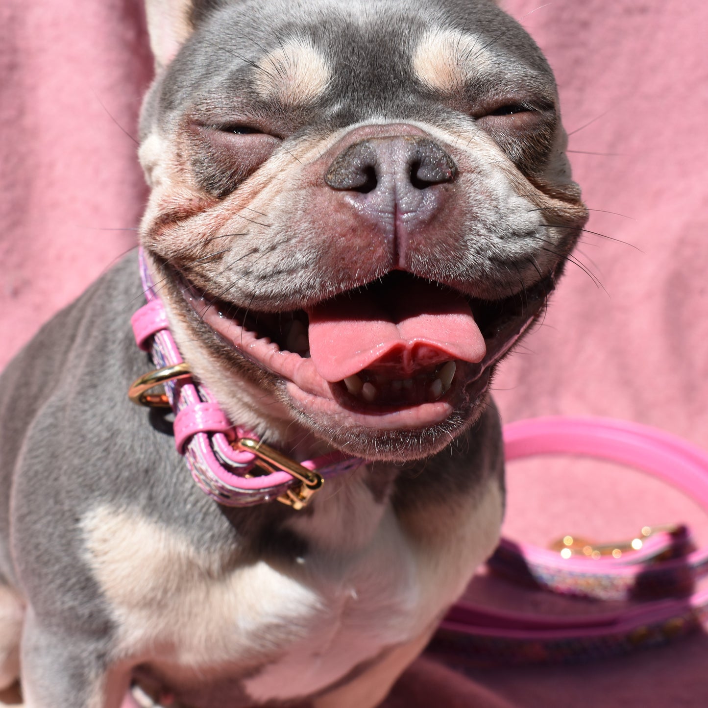 Willow Walks leather collar in multi snake and hot pink