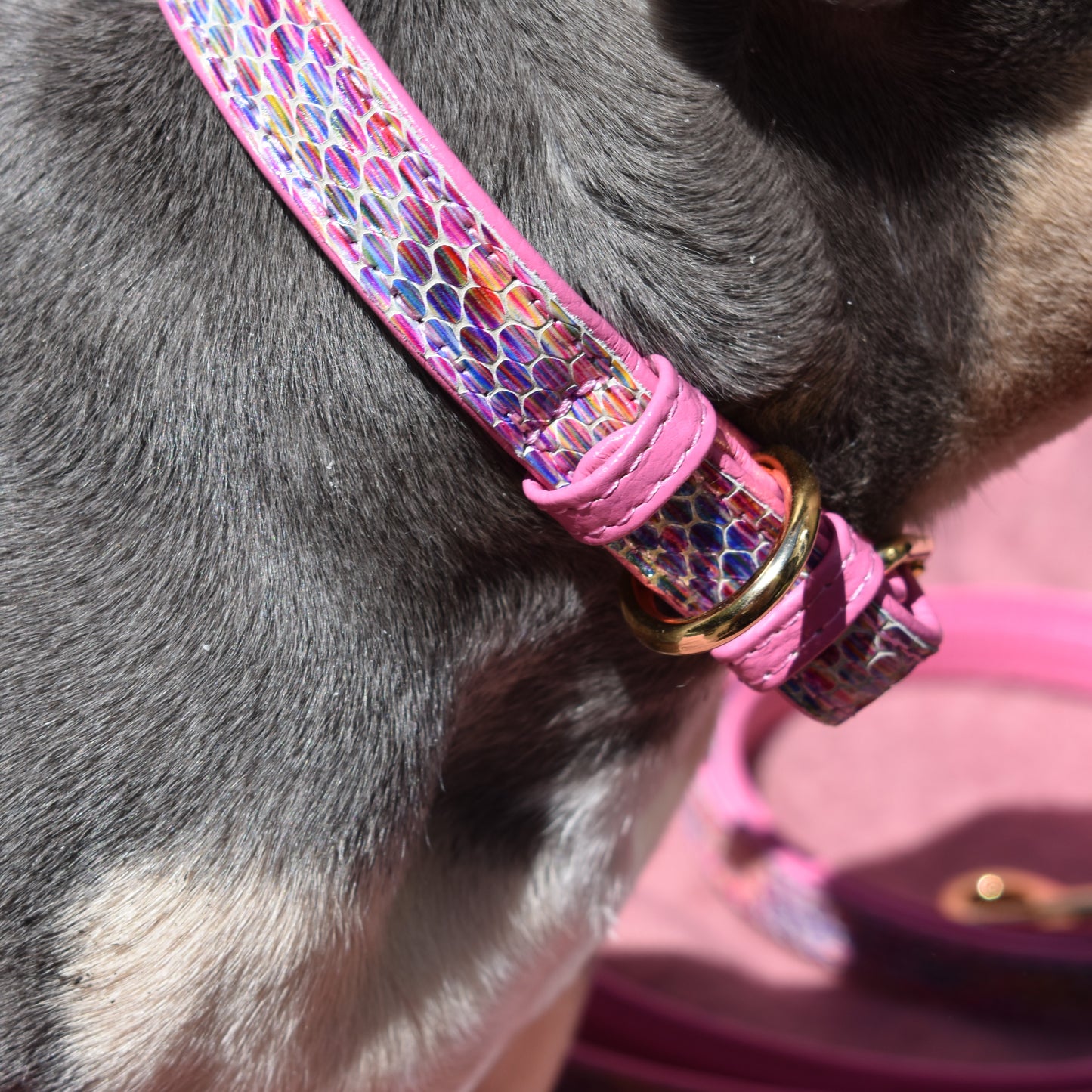 Willow Walks leather collar in multi snake and hot pink