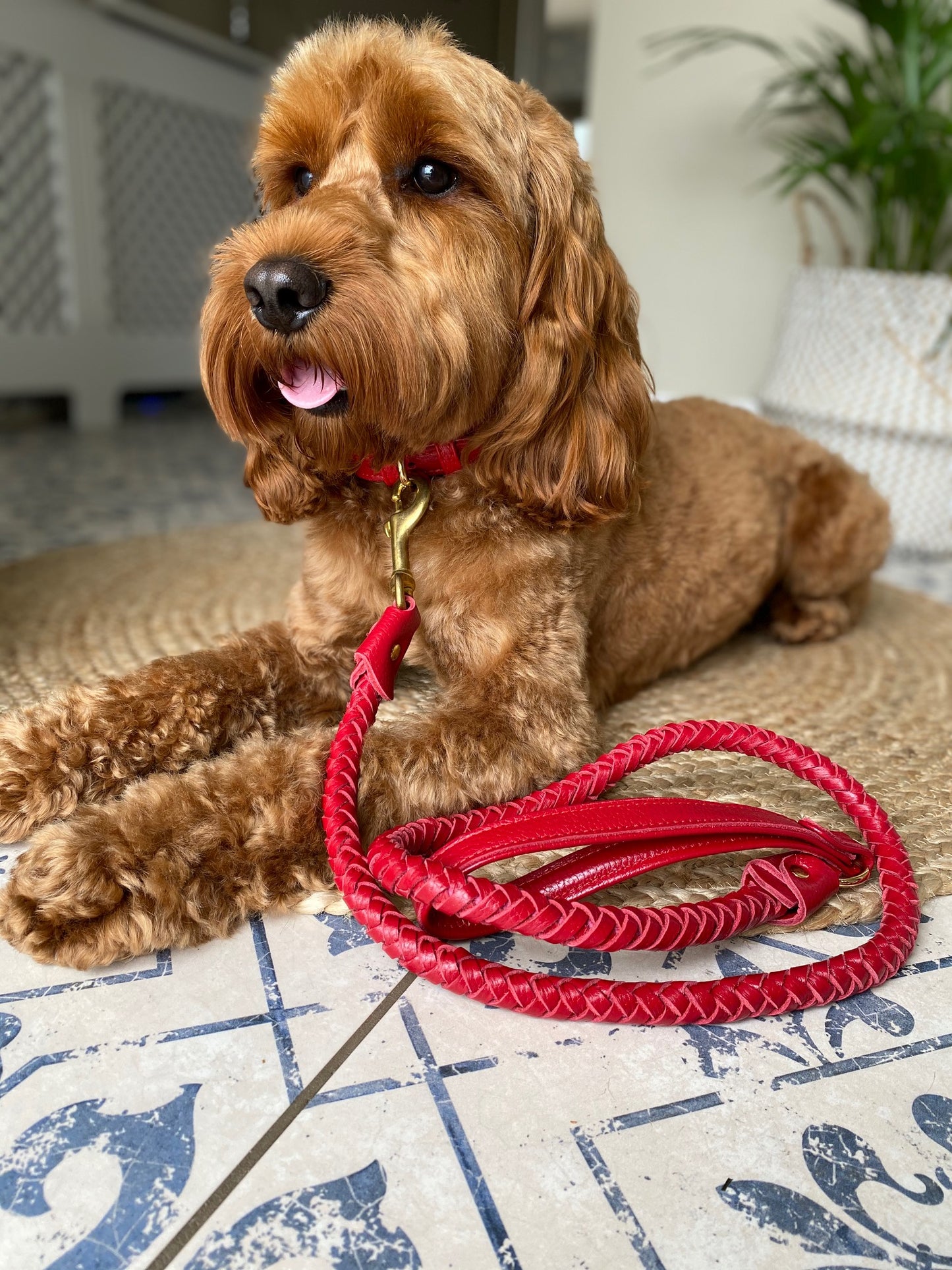 Willow Walks leather collar in red