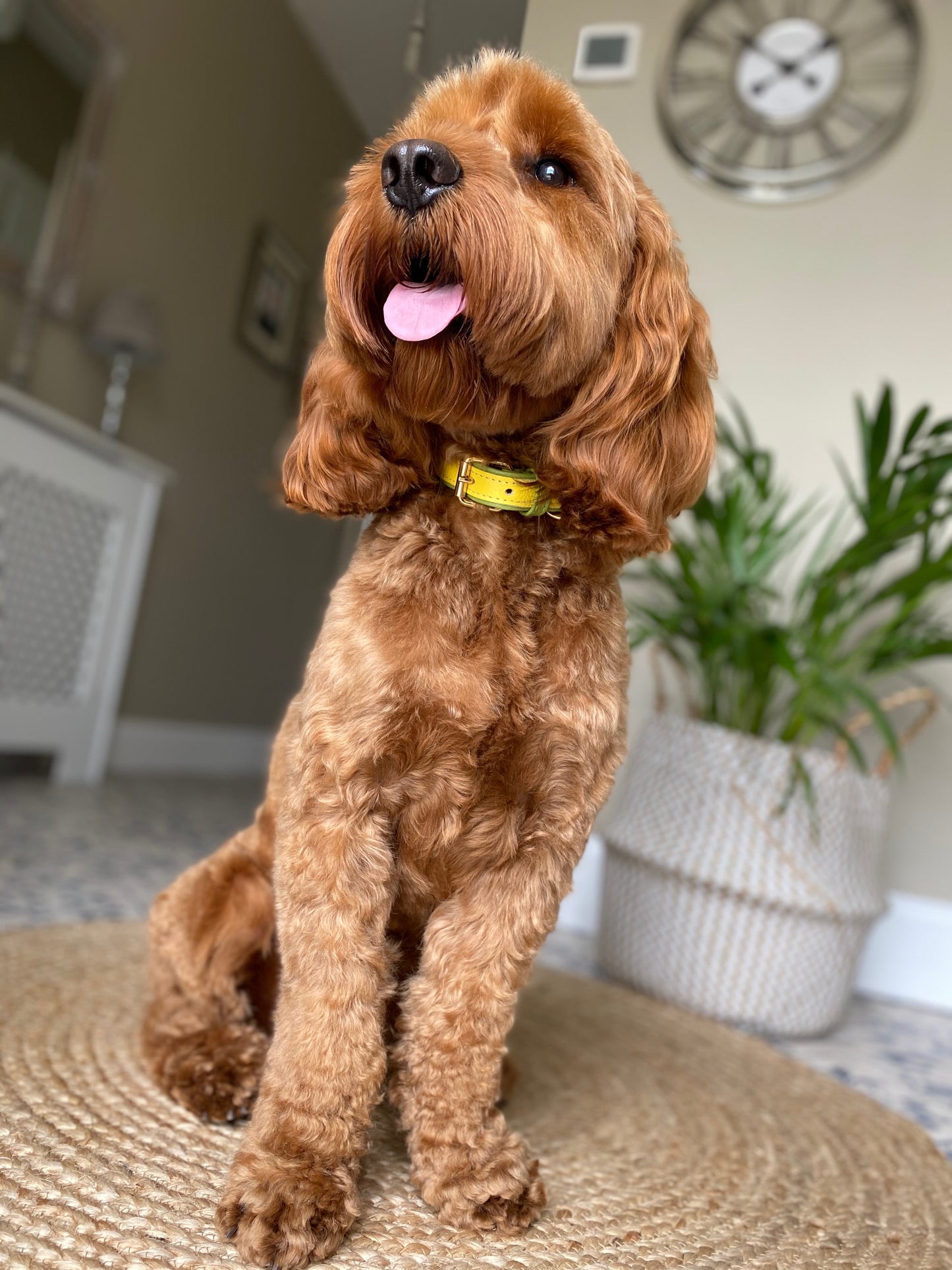 Willow Walks leather collar in two tone yellow and light green