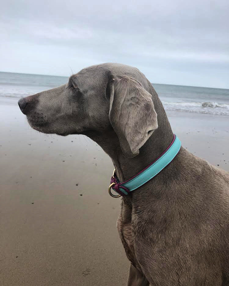 Willow Walks leather collar in two tone aqua and fuchsia