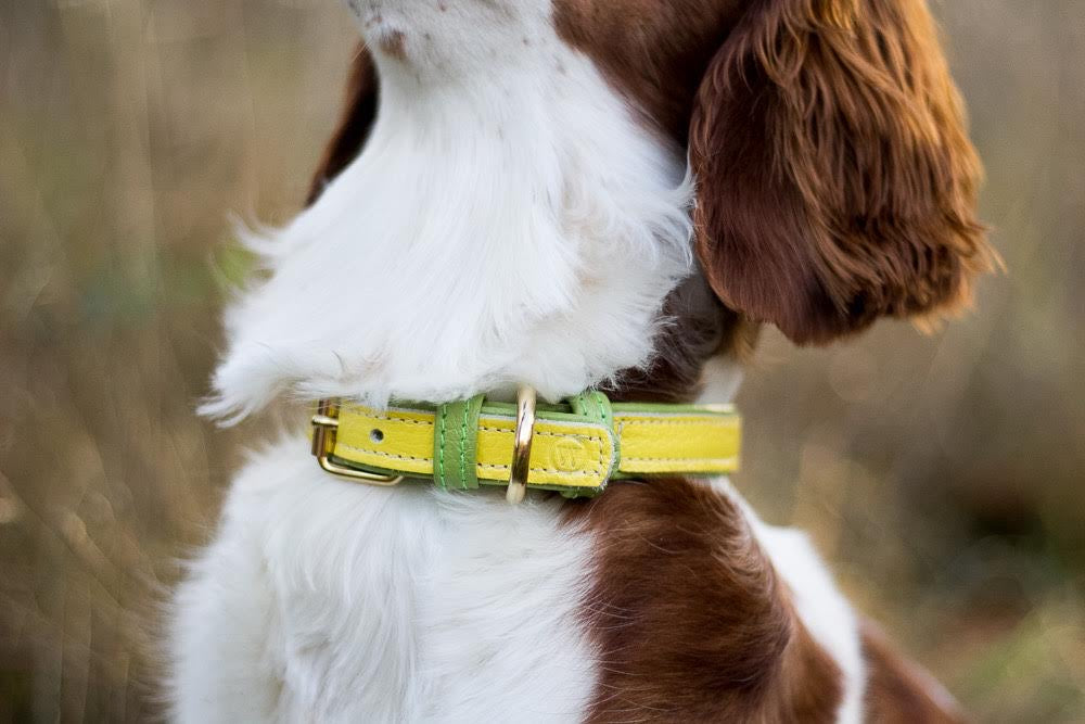 Willow Walks leather collar in two tone yellow and light green