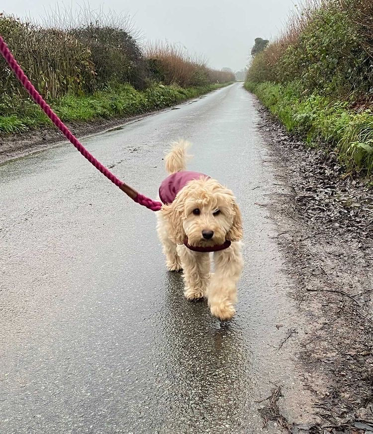 Willow Walks rope lead with leather handle in brown and berry