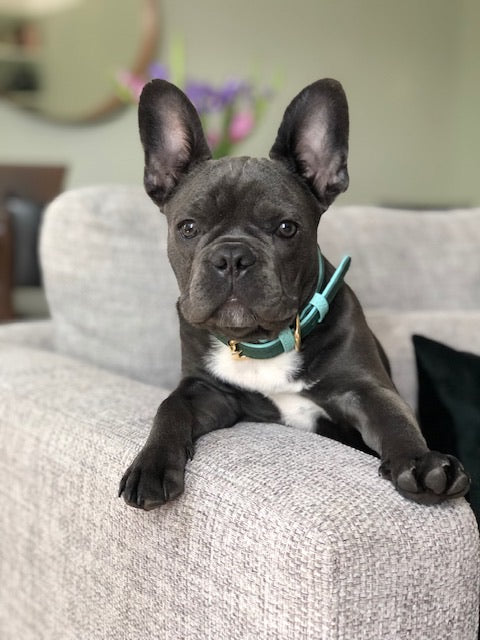 Willow Walks leather collar in two tone dark green and aqua