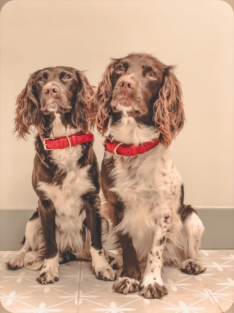 Willow Walks leather collar in red