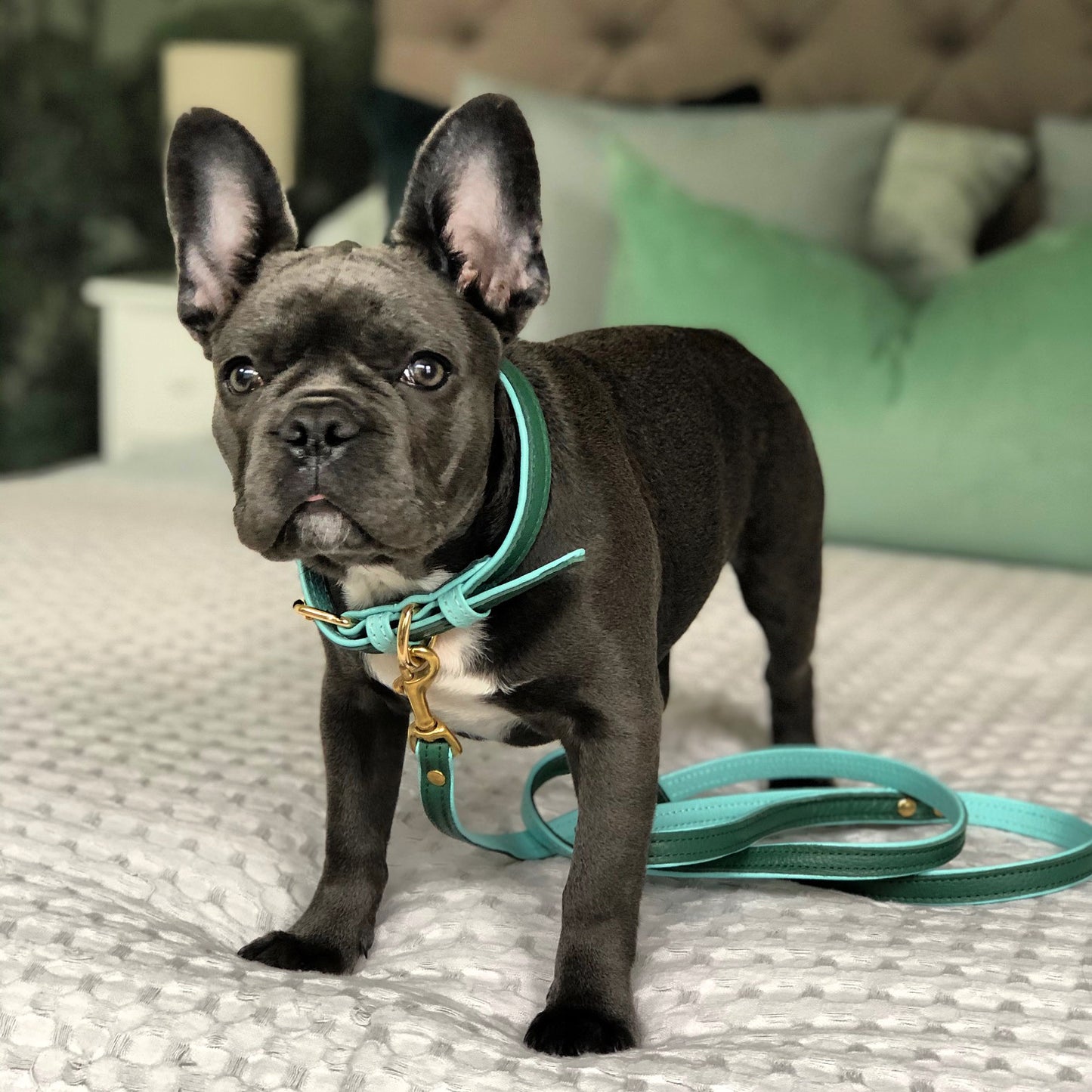 Willow Walks leather collar in two tone dark green and aqua