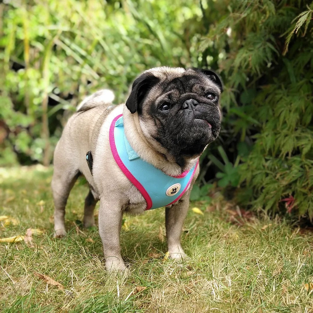 Willow Walks Adjustable Harness in aqua and fuchsia